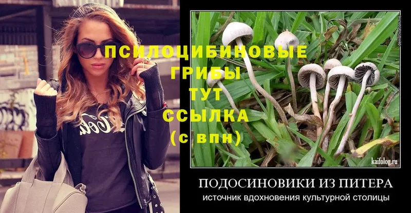 хочу   Вытегра  Галлюциногенные грибы Psilocybe 